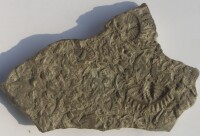 早古生代 三葉蟲化石