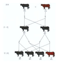 自由組合規律--生物遺傳學三大基本定律之一