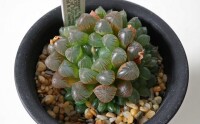 Haworthia cooperi var. truncata ISI1762