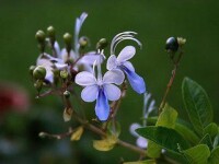 藍蝴蝶花