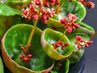 Crassula umbella（傘形青鎖龍）