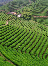 徑山茶園