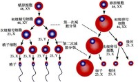 精原細胞與卵原細胞