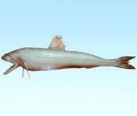 龍頭魚