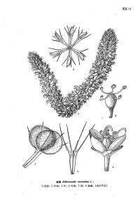 貉藻--中國植物志原版墨線圖