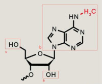 腺苷酸衍生物