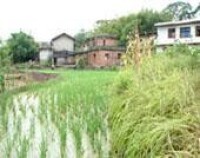 稻田養蟹