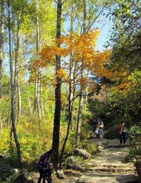 秀麗松山