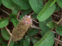 美花狸尾豆