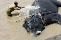斯里蘭卡大象孤兒院里的大象在洗澡
