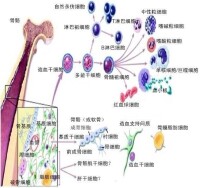 間充質視圖