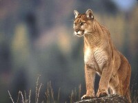俄勒岡州美洲獅