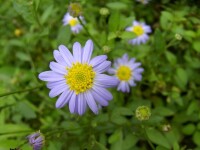 魚鰍串又稱馬蘭，紫菊