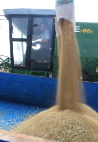 小麥收割