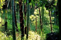 董寨國家級自然保護區自然景觀