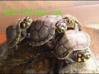 側頸龜
