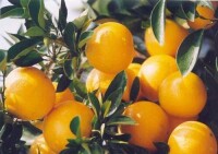 無公害臍橙生產示範基地縣
