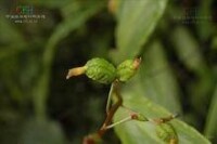 舞花姜族植物