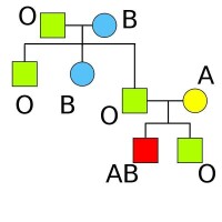 一孟買血型個體的遺傳譜系圖