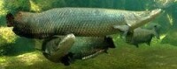 巨骨舌魚（海象魚）Arapaima gigas