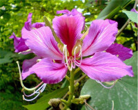 蘇木科紫荊花