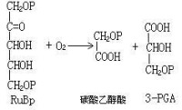 碳酸乙醇酸