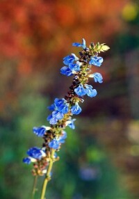 天藍鼠尾草