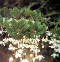 銀鍾花