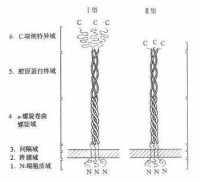 清道夫受體結構示意圖