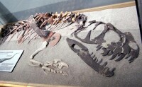 角鼻角鼻龍的化石