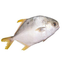 金鯧魚