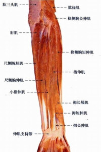 前臂的肌肉組織
