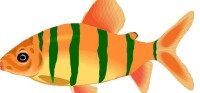 箭尾魚