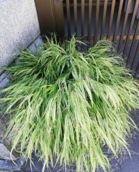 銀邊草