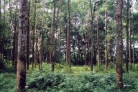 熱帶作物生物技術國家重點實驗室