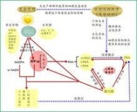 ATP中心假說示意圖