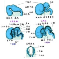 腎上腺性徵異常症