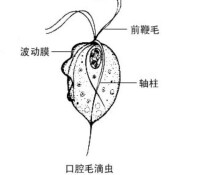 口腔毛滴蟲