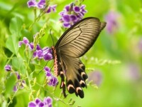 蕾絲金露花攝影圖_花卉特寫_花