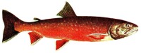 鮭魚是EPA的來源之一