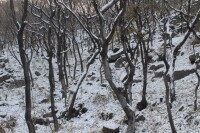 青陽鎮雕窩峪植被冬日景象