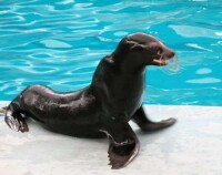 廣州海洋館海豹池中的海豹