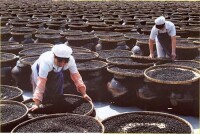 陽江豆豉製作過程