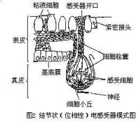 位相性電感受器模式圖