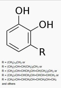 漆酚分子