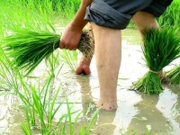 貓牙米水稻養殖過程