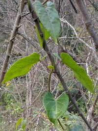 刺瓜莖葉特徵圖冊