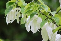 芭茅溪植物——鴿子花