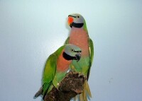 緋胸鸚鵡華南亞種