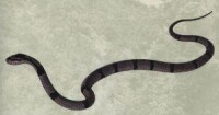 橫紋斜鱗蛇